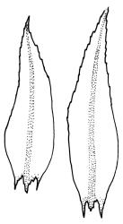 Pohlia australis, leaves. Drawn from holotype, A.J. Fife 5487, CHR 104235.
 Image: R.C. Wagstaff © Landcare Research 2020 CC BY 4.0